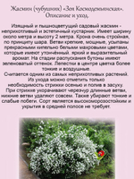 Жасмин Зоя Космодемьянская махровый садовый чубушник
