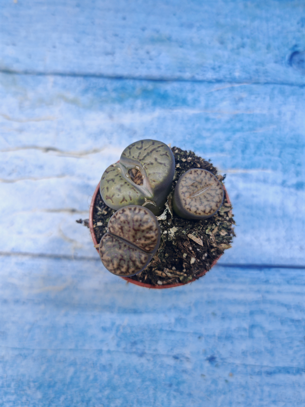 Lithops sp. (Литопсы)