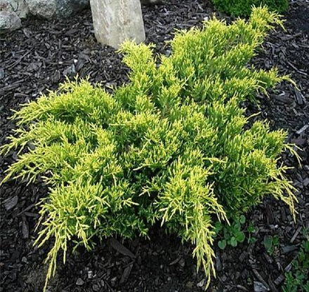 Можжевельник средний Голдкиссен (Juniperus pfitzeriana Gold Kissen) р9 август 2026 г.