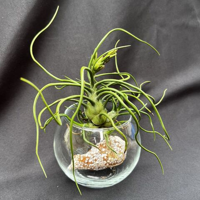 Тилландсия Bulbosa clump, атмосферное растение