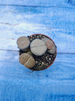 Lithops sp. (Литопсы)