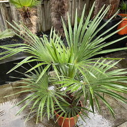 Трахикарпус королевский x Вагнера (Trachycarpus princeps x Wagnerianusa) семена 2 шт