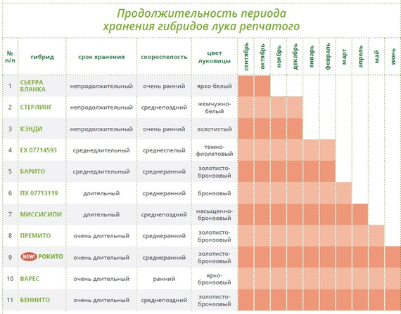 Барито F1 семена лука репчатого (Seminis / Семинис) – фото 6