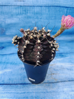 Gymnocalycium T-Rex Pink hybrid (Гимнокалициум T-rex)