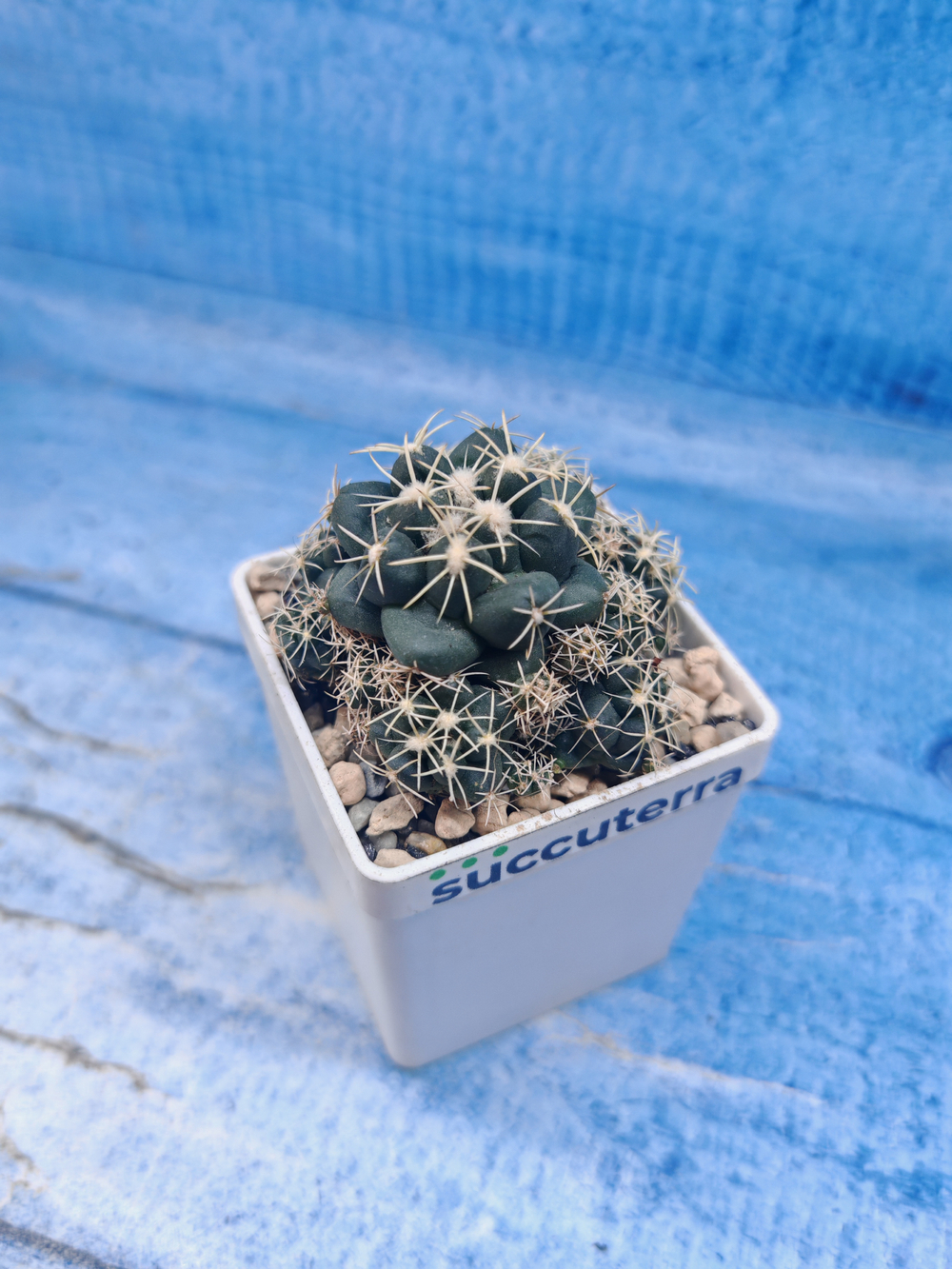 Coryphantha Andreae (Корифанта)