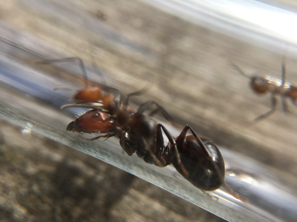 Camponotus nicobarensis