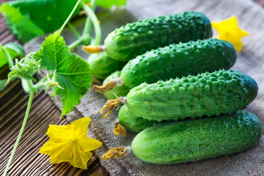 Огурец Эколь F1 7шт Мировые Семена VITA GREEN