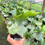 Платицериум P.WANDAE (P41)