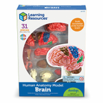 Развивающая игрушка "Анатомия человека. Мозг" (31 элемент) Learning Resources LER3335