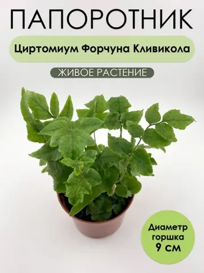 Циртомиум Форчуна Кливикола. Папоротник живой комнатный