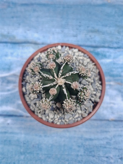 Astrophytum Myriostigma "Hakujo Fukuryu" (Астрофитум)
