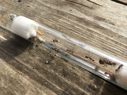 Camponotus nicobarensis