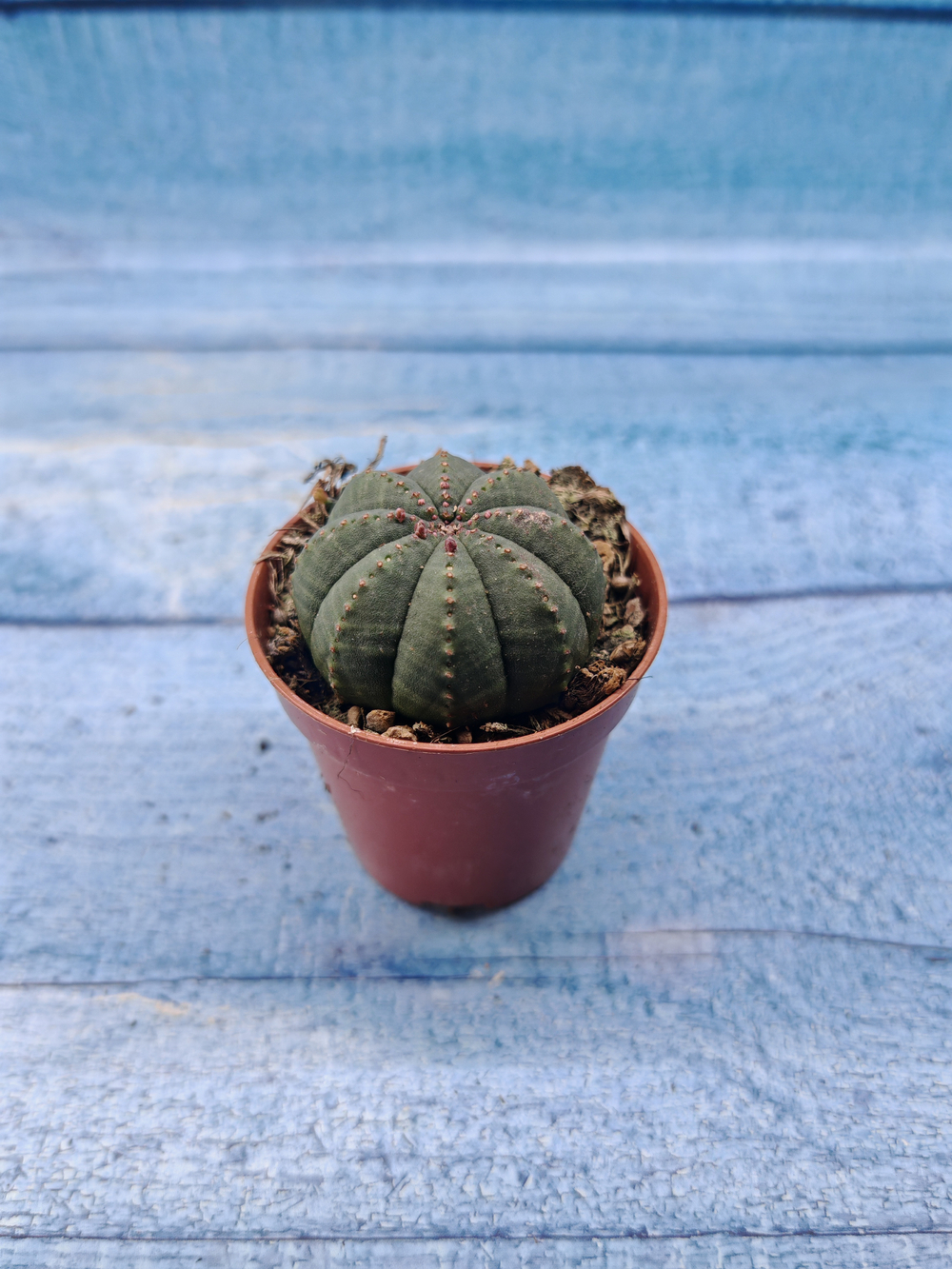Euphoria Obesa (Эуфорбия)
