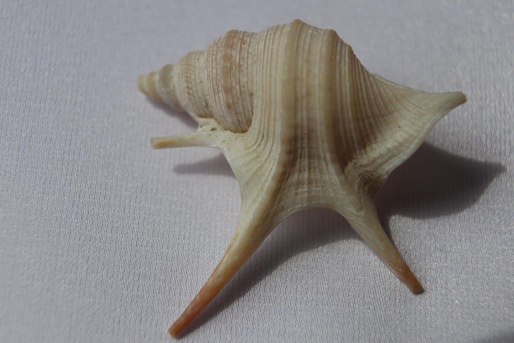 Морская ракушка Куриная нога (Aporrhais pesgallinae) 3,2 см.