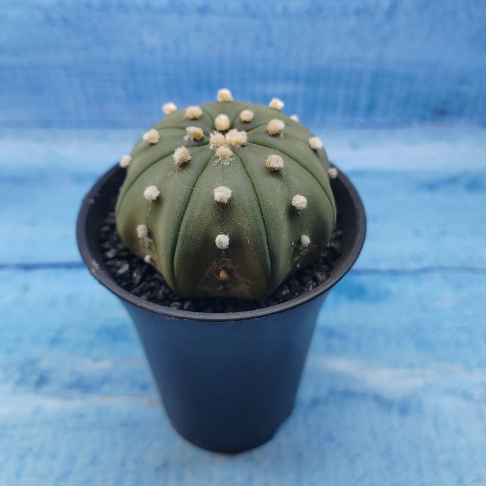 Astrophytum Asterias (Астрофитум)