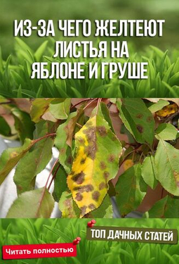 Август, а яблони и груши стоят жёлтые? Ищем причины и спасаем сад