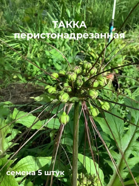 Такка перистонадрезанная Tacca Leontopetaloides семена 5 шт