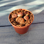 Lithops sp. (Литопсы)