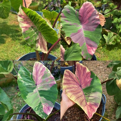 Колоказия Первый розовый (First pink) корневище