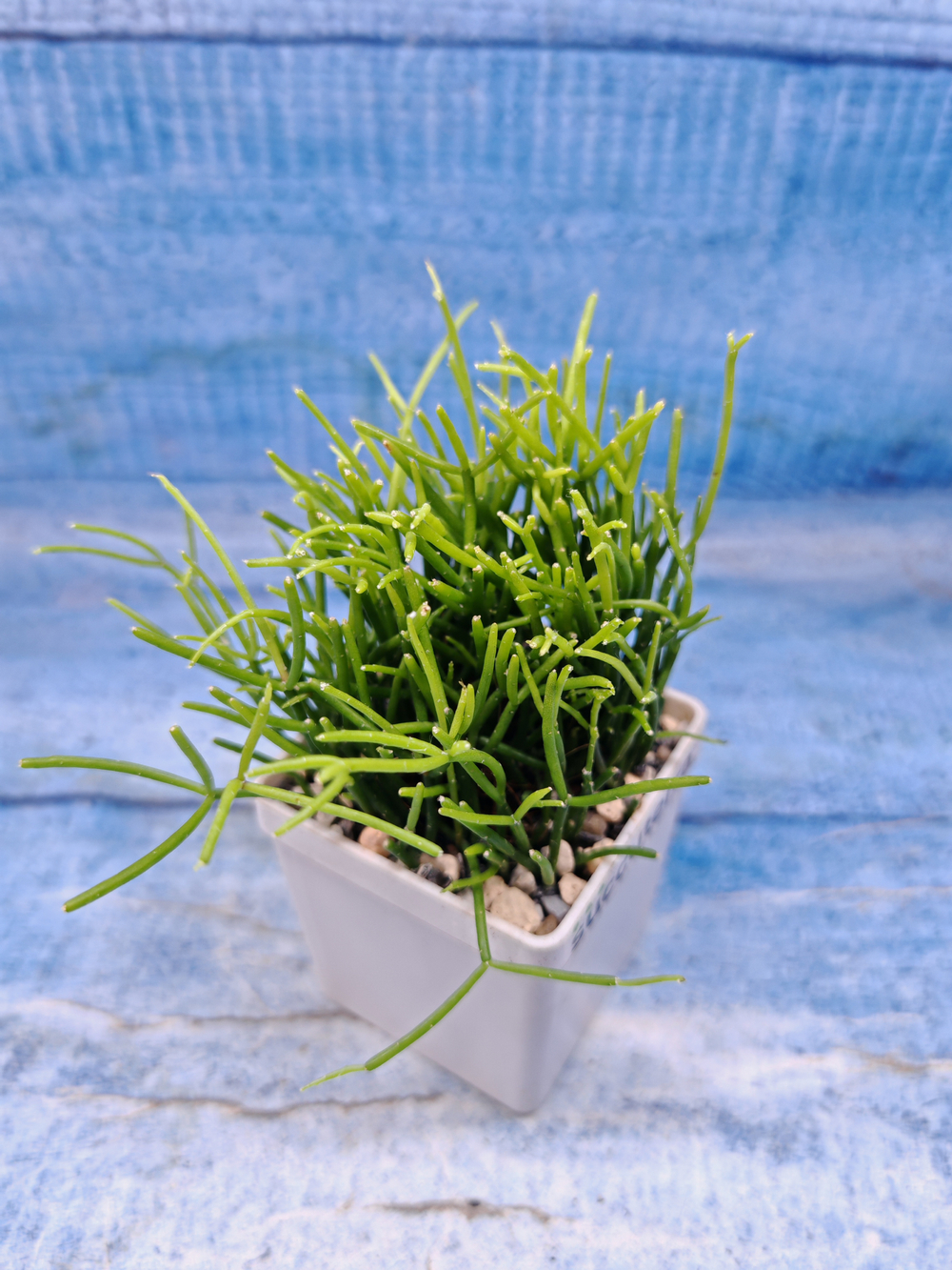 Rhipsalis Cassutha (Рипсалис)