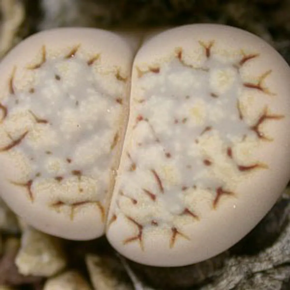 Литопс (C215 Lithops julii ssp. fulleri v. rouxii) живые камни семена