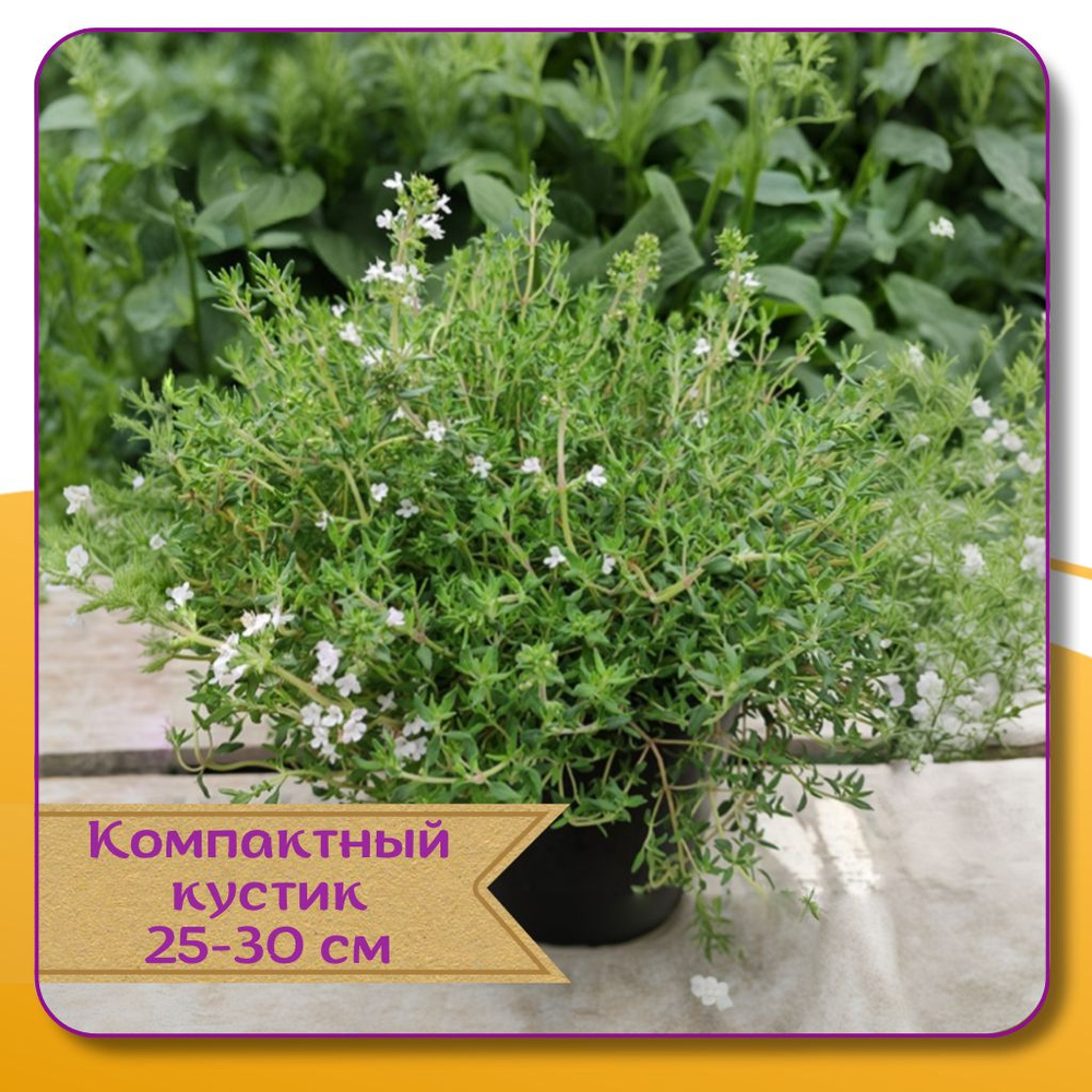 Лаванда белая морозостойкая, семена + торфяные таблетки Jiffy в подарок, 5 шт