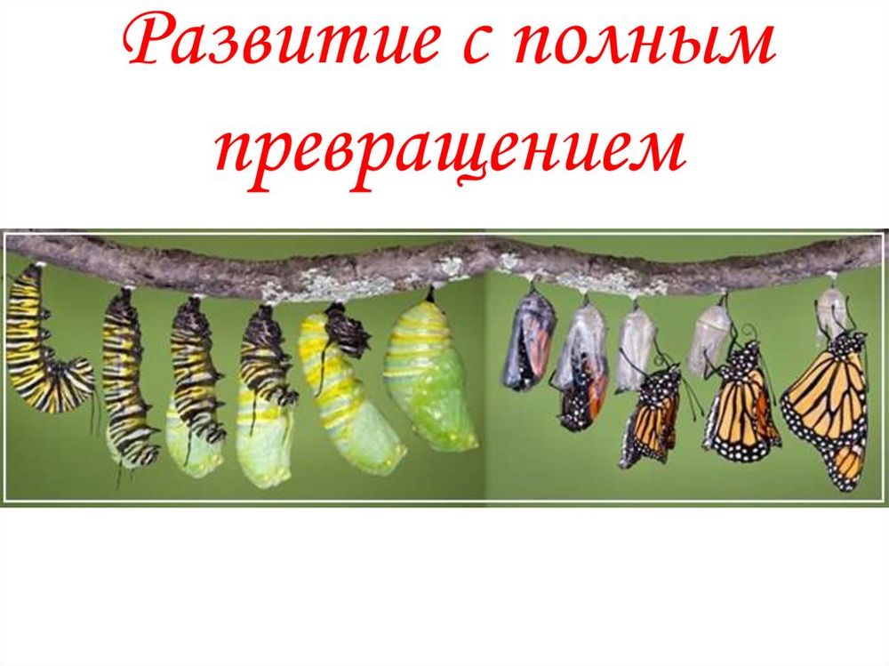 Коллекция Развитие насекомых с неполным превращением — купить по ФГОС | Учебный стандарт