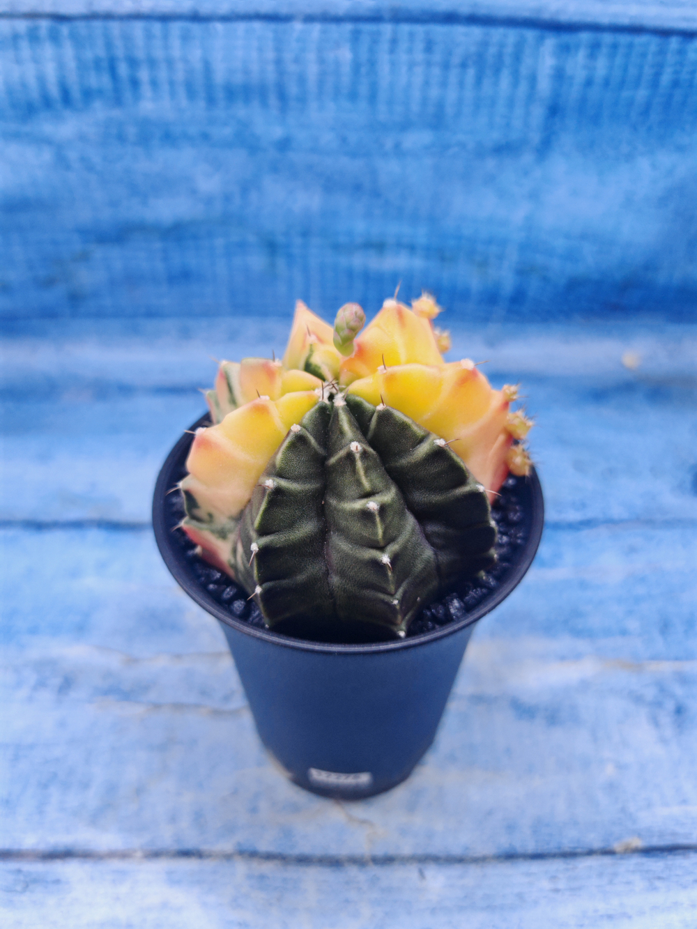 Gymnocalycium Variegata (Гимнокалициум Вариегатный)