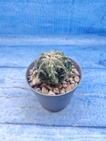 Astrophytum Myriostigma Fukuryu (Астрофитум)