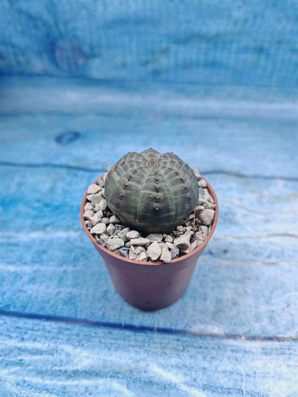 Euphoria Obesa (Эуфорбия)