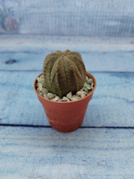 Euphoria Obesa (Эуфорбия)