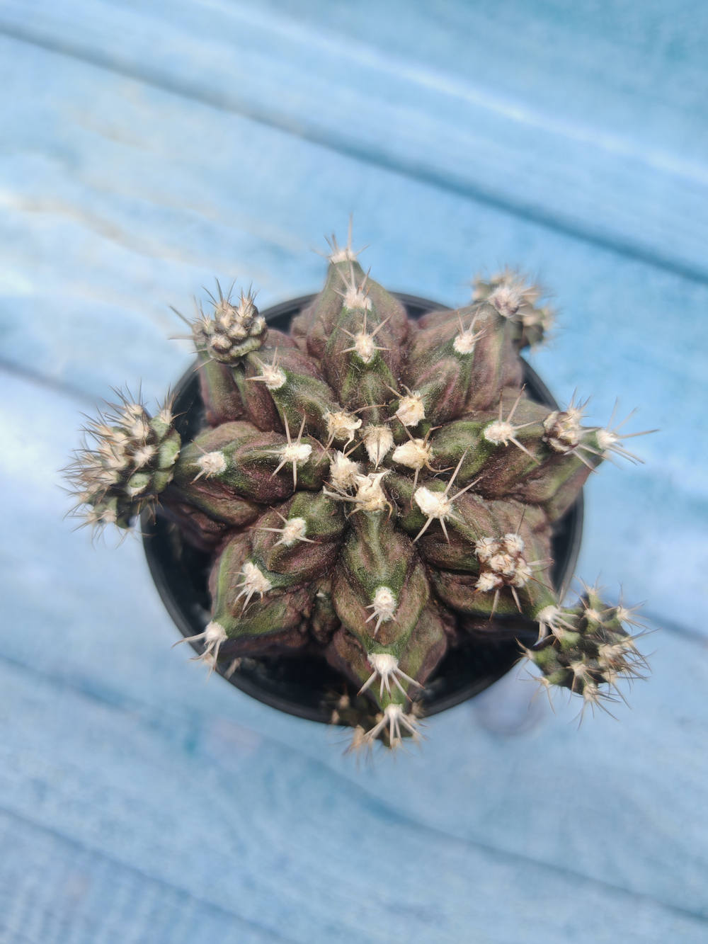 Gymnocalycium T-Rex Pink hybride (Гимнокалициум T-rex)