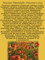 Эхинацея махровая "Мармелад" долгоцветущая