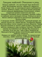 Ландыш Майский