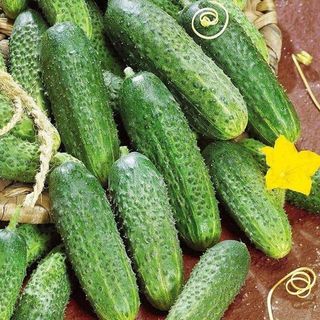 Огурец Феникс Плюс 1 грамм