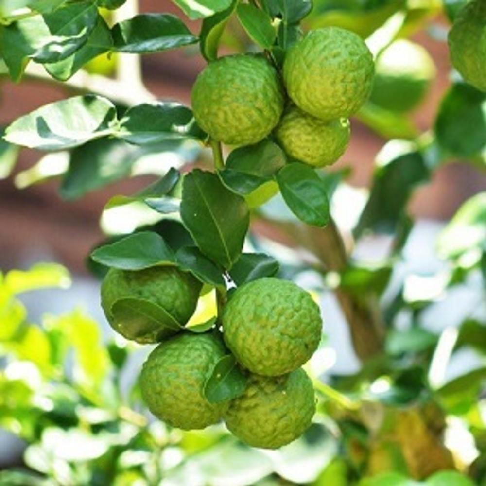 БЕРГАМОТ ИТАЛЬЯНСКИЙ Эфирное масло (BERGAMOTE OIL ITALY Cilione)
