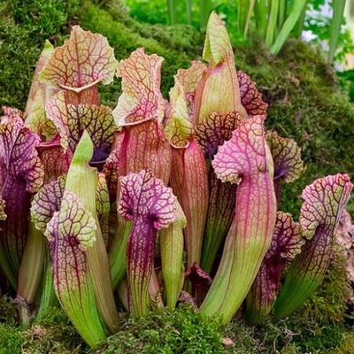 Sarracenia Purpurea (Саррацения) семена 2 шт