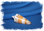 Конус Генералис (Conus generalis) 6,3см. 1шт.