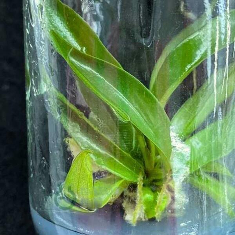 Филодендрон Marble Green (10 шт.) клон
