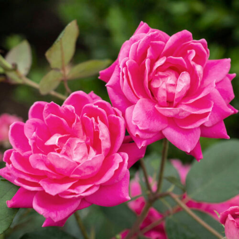 Роза шраб "Pink Double Knock Out"