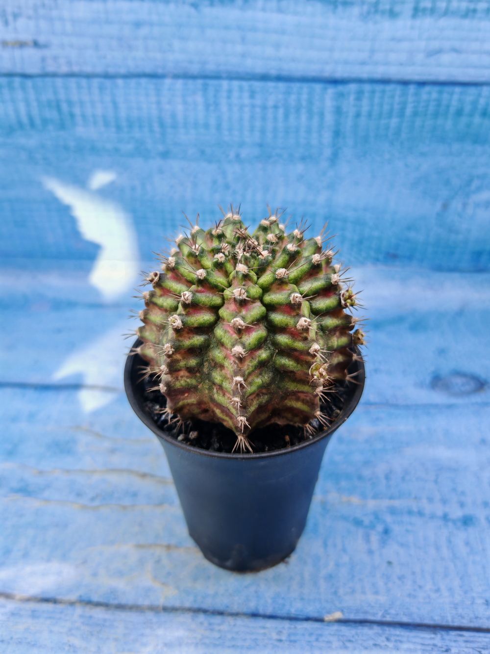 Gymnocalycium T-Rex Pink hybrid (Гимнокалициум)