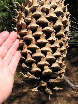 Семена Сосна Культера (Pinus coulteri) 1гр