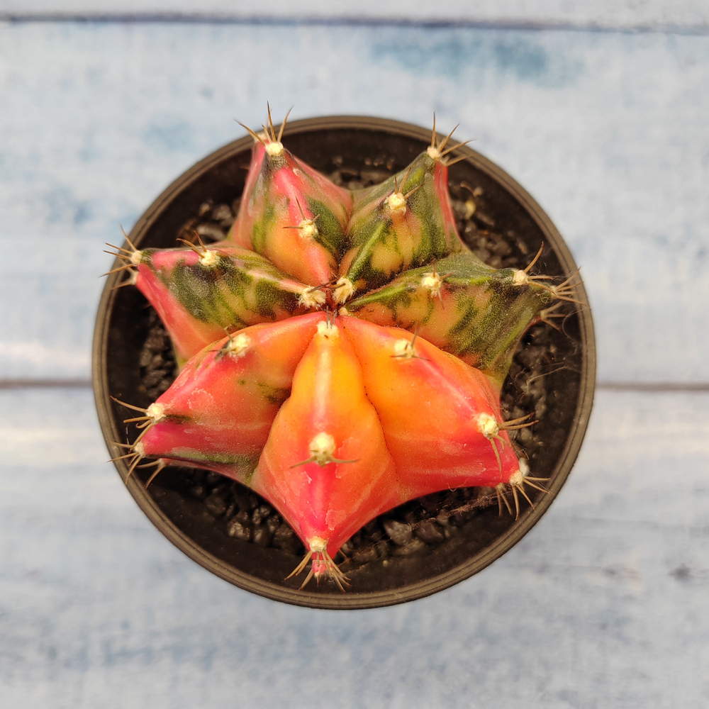 Gymnocalycium Variegata (Гимнокалициум Вариегатный)