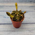 Gymnocalycium Friedrichii (Гимнокалициум)