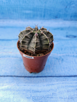 Gymnocalycium Friedrichii (Гимнокалициум)