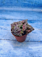 Faucaria Tuberculosa (Фаукария)