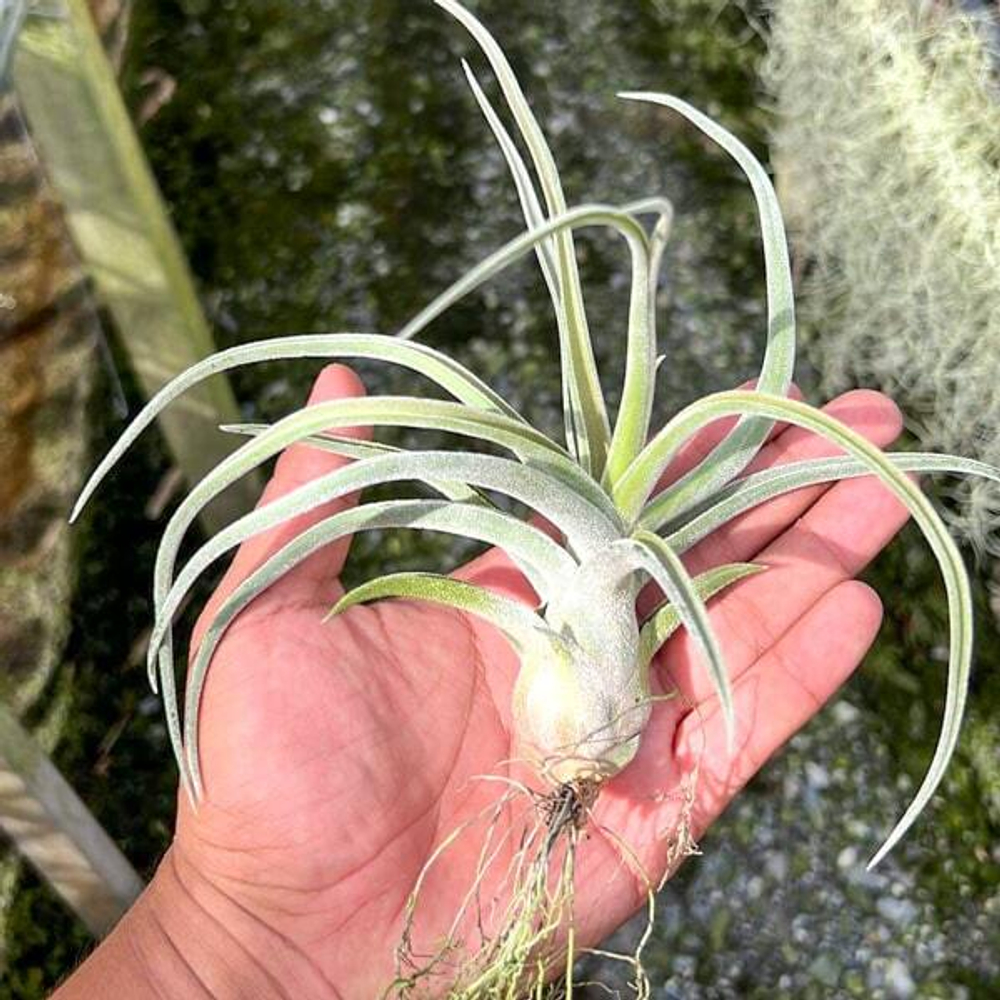 Тилландсия Sitting Pretty (streptophylla x paucifolioides) (Т61)