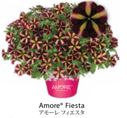 ЕВРО Петуния AMORE Fiesta ЕВРО укорененный черенок ФЕВРАЛЬ поставка 16