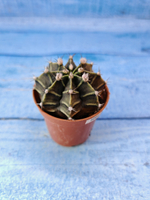 Gymnocalycium Friedrichii (Гимнокалициум)